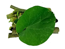 Giloy plant live Giloy Sabut 300Gm Guduchi Geeloh Amrita Guchcha Neem Giloy Tinospora Cordifolia Ghanvati TM?17-thumb1