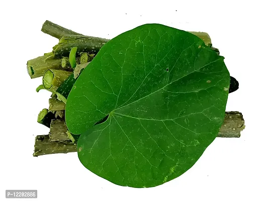 Giloy plant live Giloy Sabut 300Gm Guduchi Geeloh Amrita Guchcha Neem Giloy Tinospora Cordifolia Ghanvati TM?17-thumb2