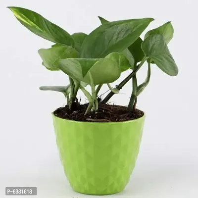 Gifts Mine Money Plant with Green Plastic Pot Diamond Cut-thumb0
