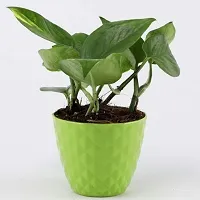 Gifts Mine Money Plant with Green Plastic Pot Diamond Cut-thumb1