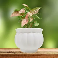 Decorative White Plastic Pot for Plants Pack Of 2-thumb2