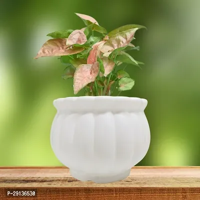 Decorative White Plastic Pot for Plants Pack Of 2-thumb3