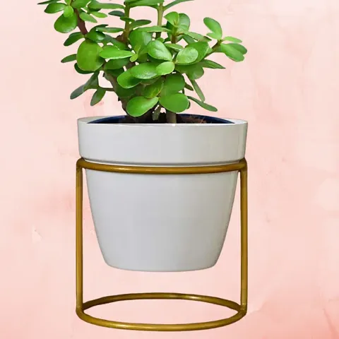 New Arrival Plant & Planters 