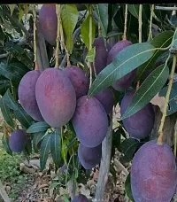 Mango Plant-thumb1