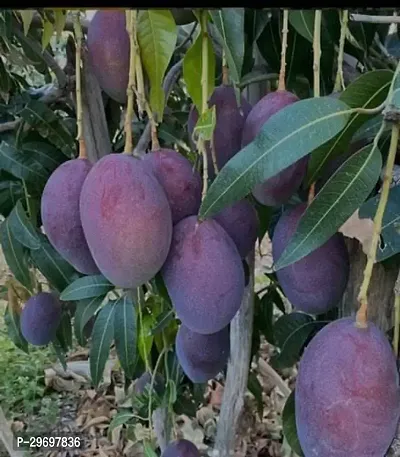 Mango Plant-thumb2