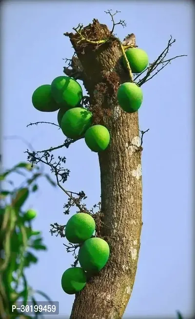 URAN Mango Plant