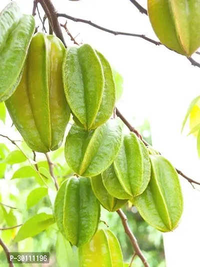 URAN Star Fruit Carambola Grafted Plant