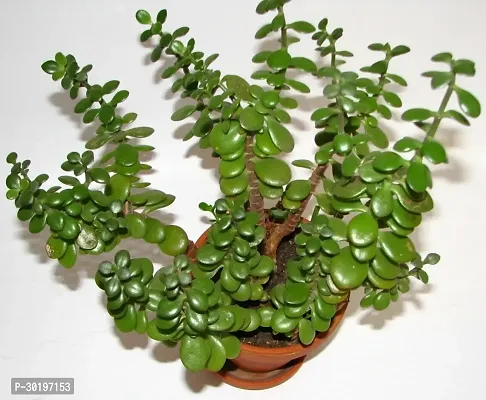 URAN  Jade Plant-thumb0