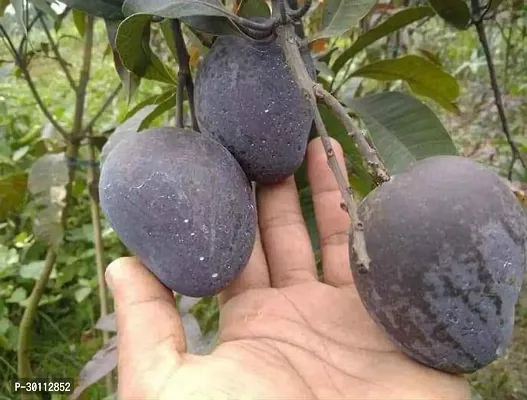 URAN Mango Plant