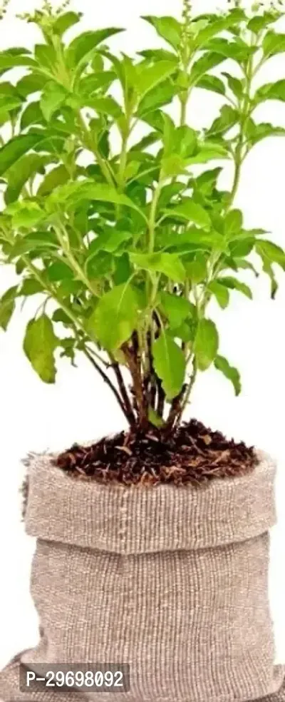 Tulsi Plant