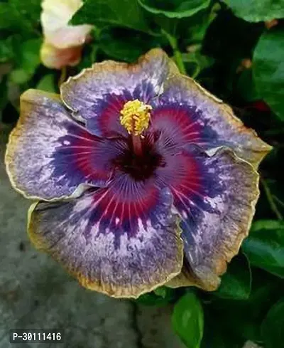 URAN Hibiscus Plant