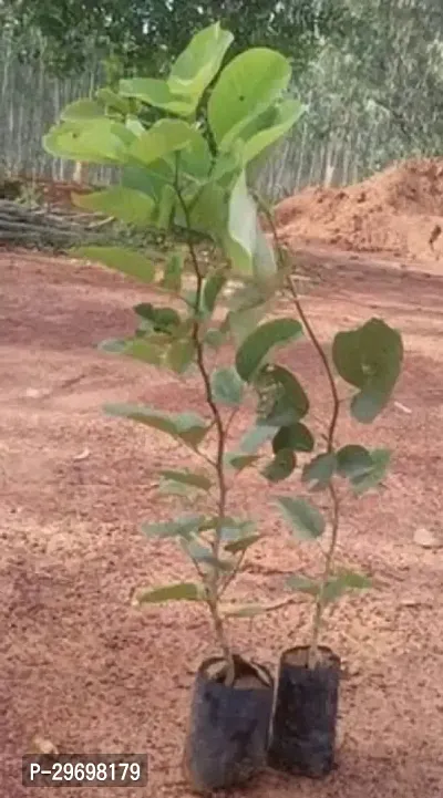 Red Sandalwood Plant-thumb0