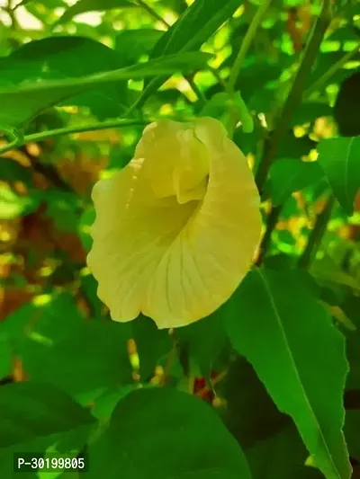 URAN Aparajita/ Butterfly Pea Plant-thumb0