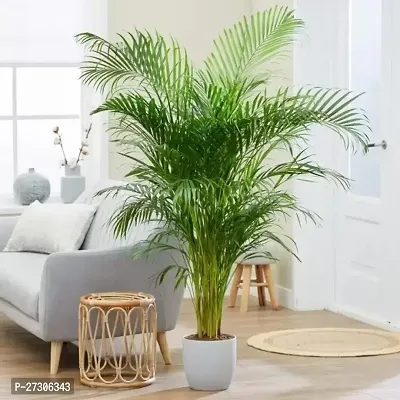 Areca PalmHybrid And GraftedEasy To Grow[AN1001][a237]-thumb0