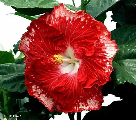 URAN Hibiscus Plant