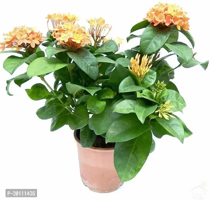 URAN Trothic Ixora/Chethi Plant-thumb0