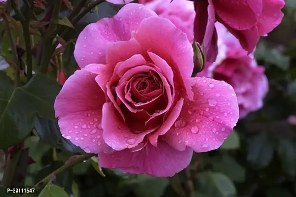 URAN Rose Plant-thumb0