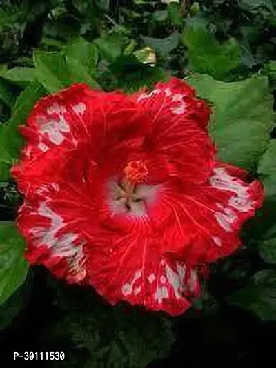 URAN Hibiscus Plant-thumb0