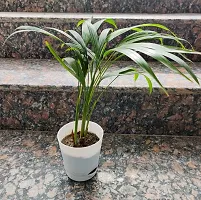 URAN Areca Palm-thumb1