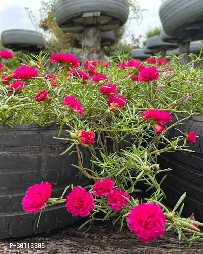 URAN Portulaca Plant-thumb0