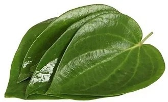 Betel Leaf Plant-thumb1