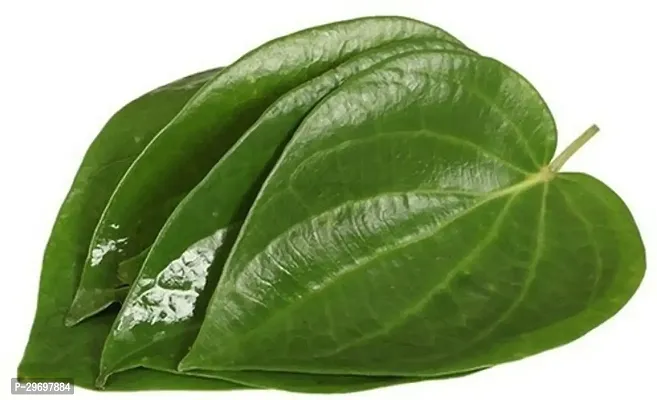 Betel Leaf Plant-thumb2