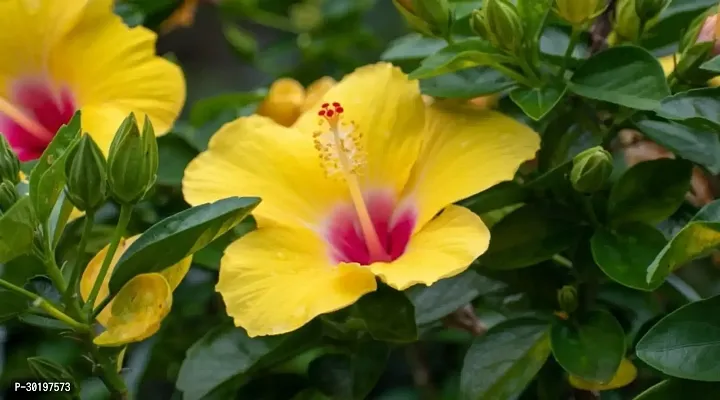 URAN  Hibiscus Plant-thumb0