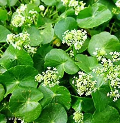 URAN Centella Plant-thumb0