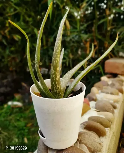 URAN Aloe Vera Plant-thumb0