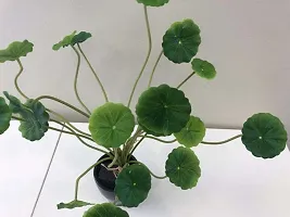 URAN Centella Plant-thumb1