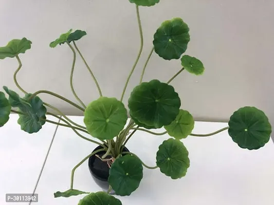 URAN Centella Plant-thumb2