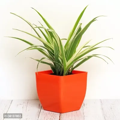 URAN  Spider Plant-thumb0