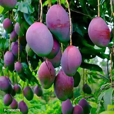 Mango Plant