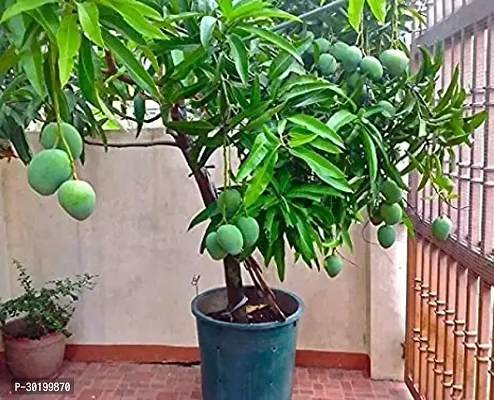 URAN Mango Plant-thumb0