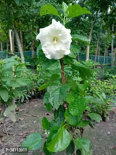 URAN Hibiscus Plant