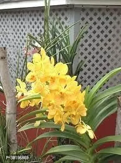 URAN  Orchid Plant