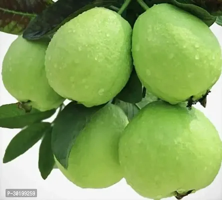 URAN Guava Plant-thumb0