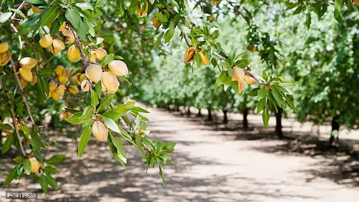 URAN Almond Plant