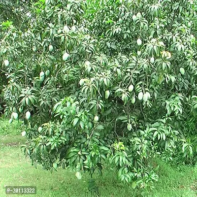 URAN Mango Plant-thumb0