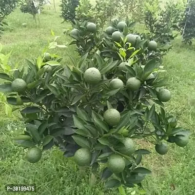 URAN Lemon Plant-thumb0