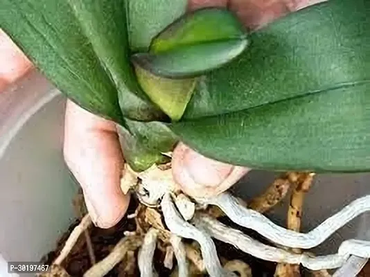 URAN  Orchid Plant-thumb0