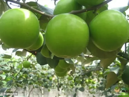 URAN  Strawberry Plant-thumb0