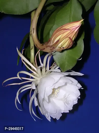 Brahma Kamal Hybrid Plant And Grafted Easy To Grow-thumb0