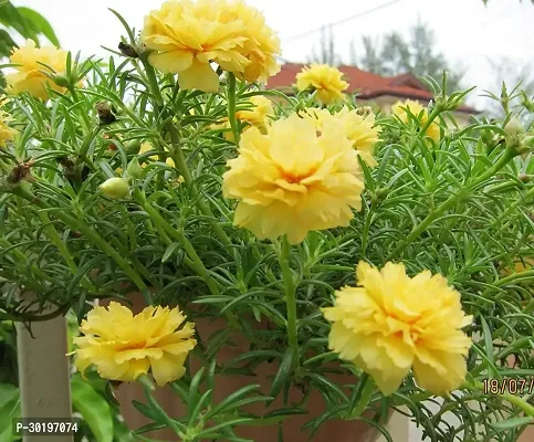 URAN  Portulaca Plant-thumb0