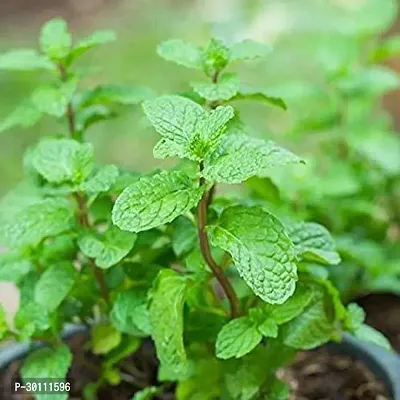 URAN Mint Plant-thumb0