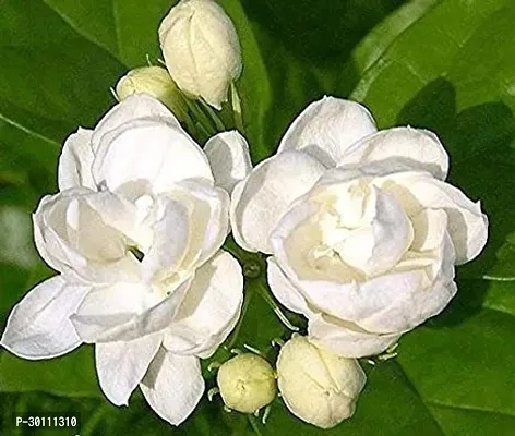 URAN Jasmine Plant-thumb0