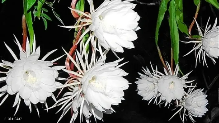 URAN Brahma Kamal Plant-thumb2