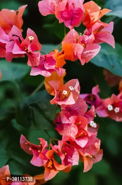 URAN Bougainvillea Plant-thumb0