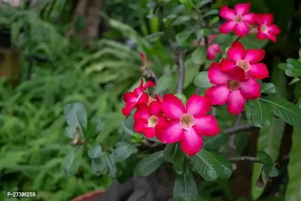 Adenium PlantHybrid And GraftedEasy To Grow[AN1001][a154]