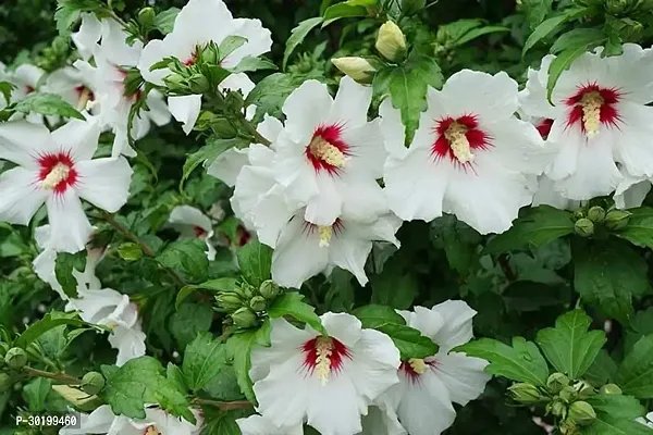 URAN Hibiscus Gudhal Flower Plant-thumb0